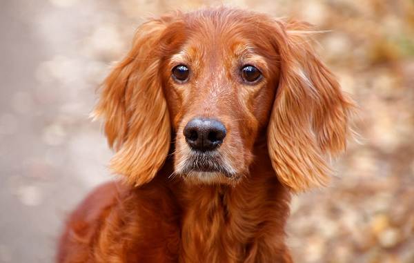 Ирландский-сеттер-собака-Описание-особенности-виды-уход-и-содержание-породы-8