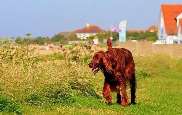 Ирландский-сеттер-собака-Описание-особенности-виды-уход-и-содержание-породы-9