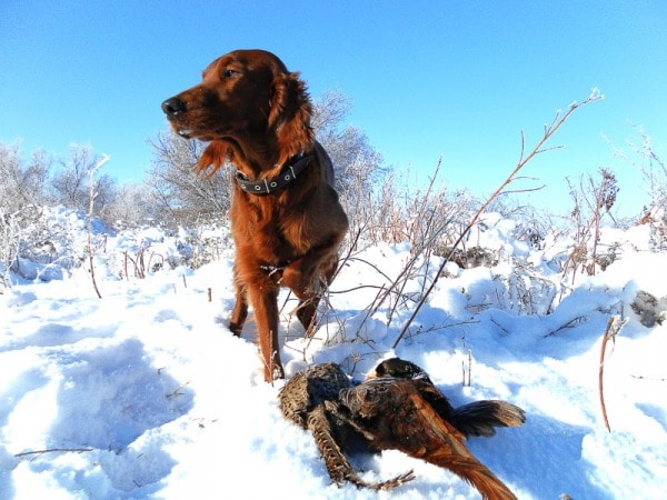 Порода собак Ирландский красный сеттер