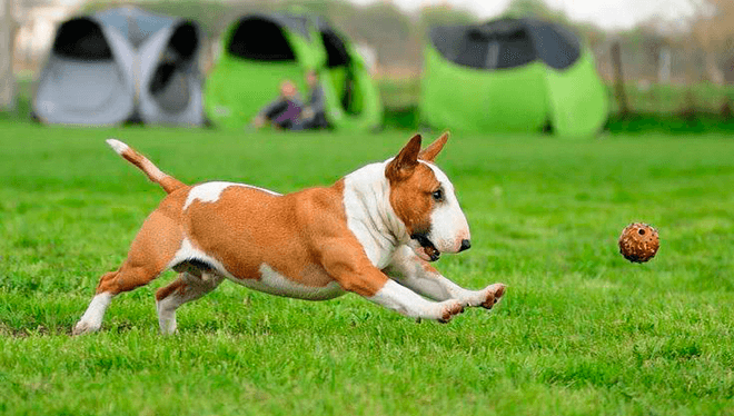 мини бультерьер