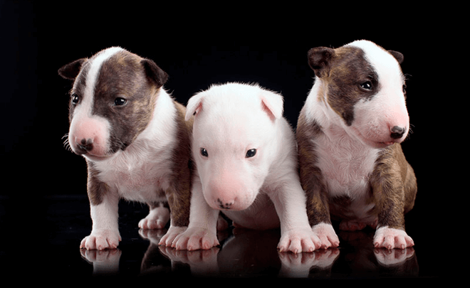 мини бультерьер щенки