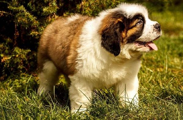 Сенбернар-собака-Описание-особенности-уход-и-содержание-сенбернара-12