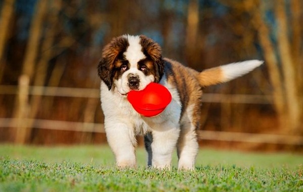 Сенбернар-собака-Описание-особенности-уход-и-содержание-сенбернара-18