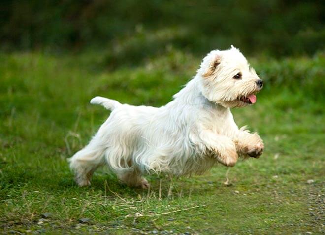 уайт-вест-терьер