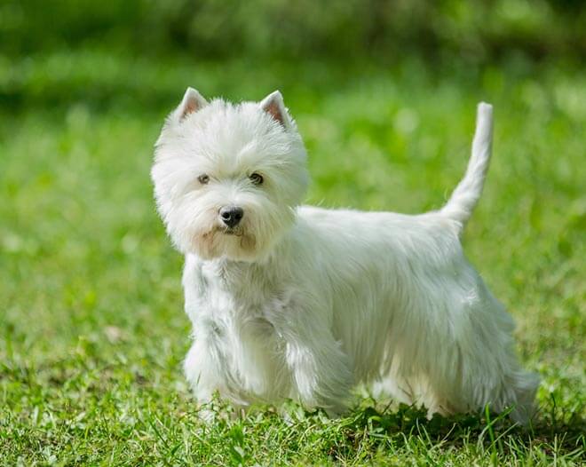 Вест-хайленд