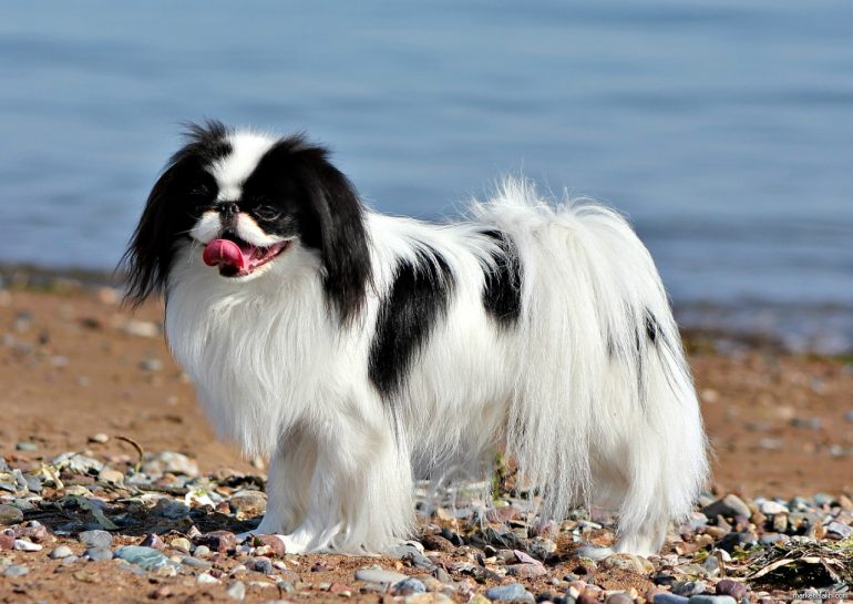 Собака Японский хин маленькая порода собак