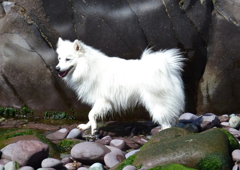 Собака Японский шпиц