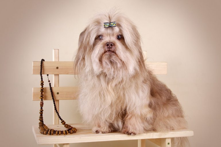 Собака Русская цветная болонка