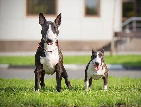 Стандарт и мини буль: сравнение