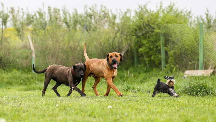 тоса ину фото