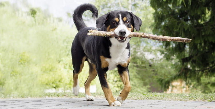 большой швейцарский зенненхунд фото