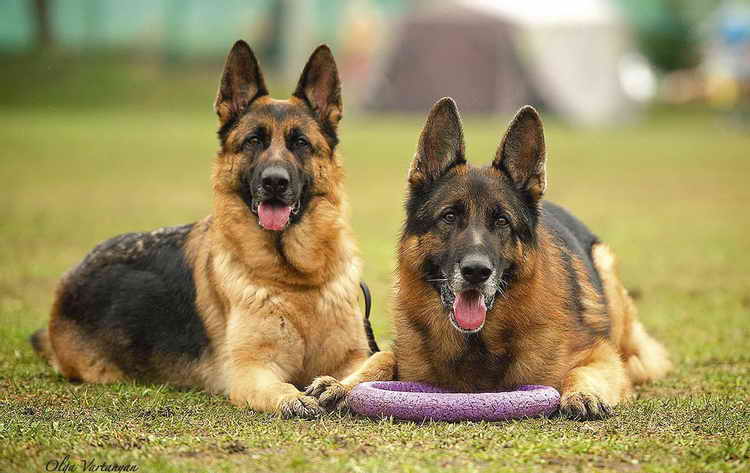 сколько живут немецкие овчарки в домашних условиях