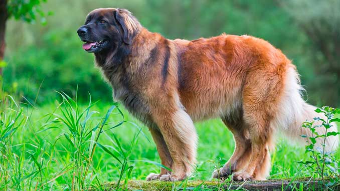 фото собаки породы леонбергер