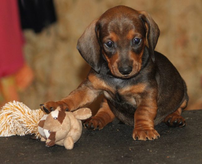 щенок гладкошерстной таксы с игрушечной белкой
