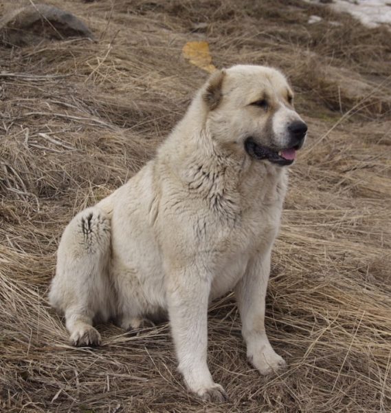 Гампр на посту