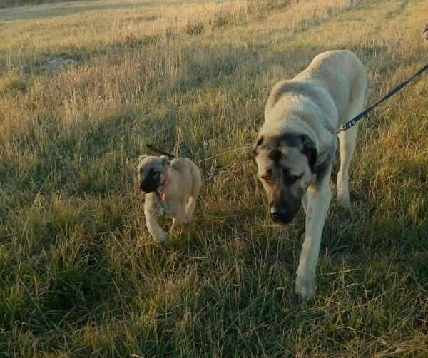 Гампр на прогулке