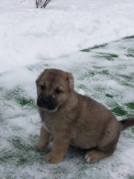 Щенок армянского волкодава