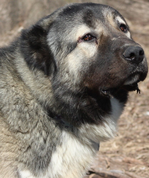 Голова гампра