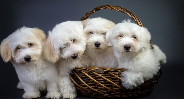 Щенки котон де тулеар