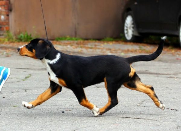 Энтлебухер зенненхунд в процессе бега
