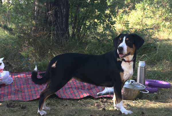 Бушик на природе