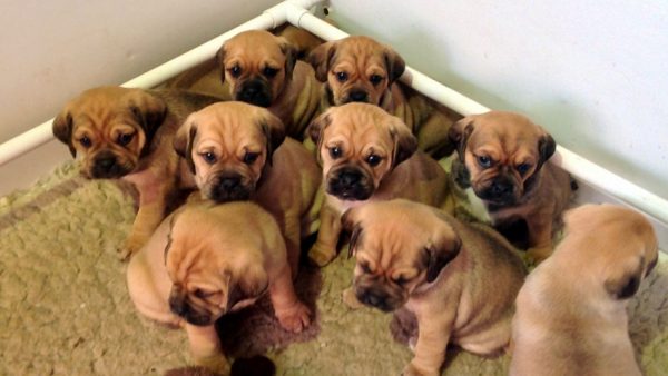 Помёт паглей