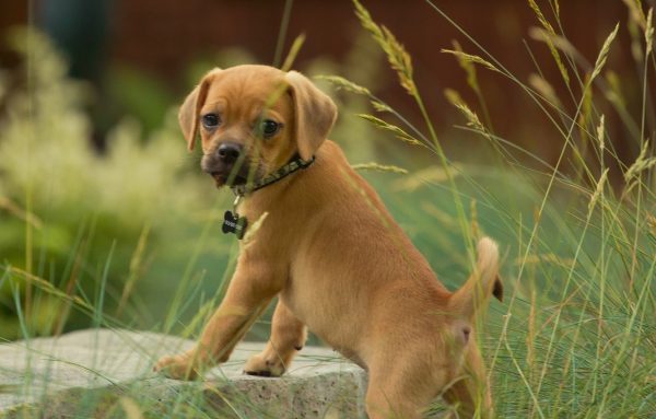 Пагль на прогулке