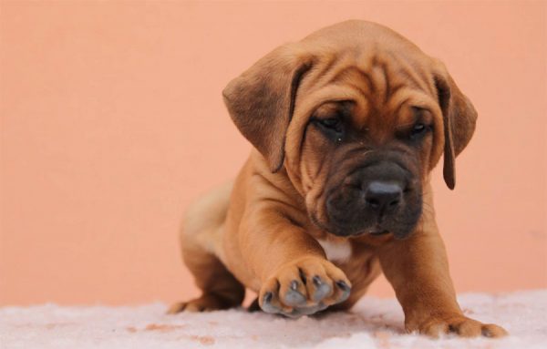 Тоса-ину щенок