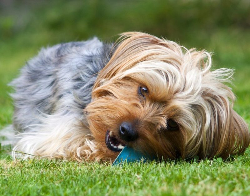 собака грызёт игрушку