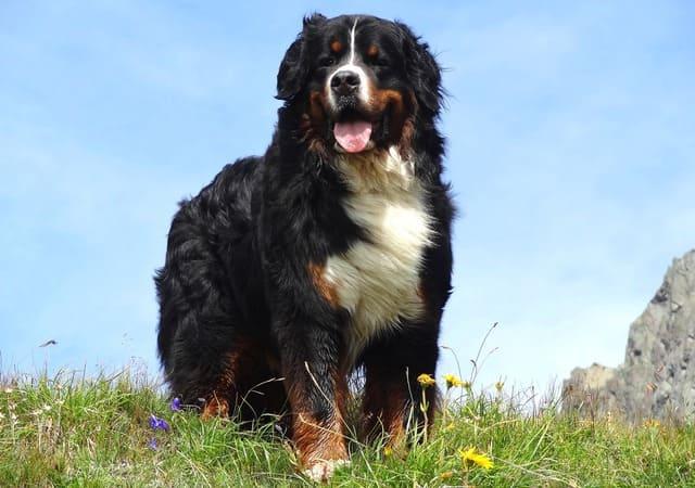 Бернский зенненхунд в полный рост
