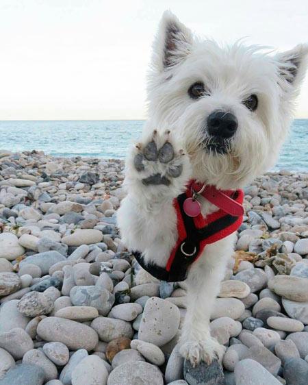 Вест-хайленд-уайт-терьер