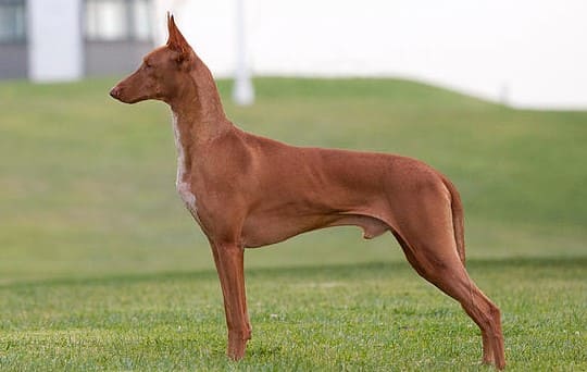 Фараонова собака Фараонова собака