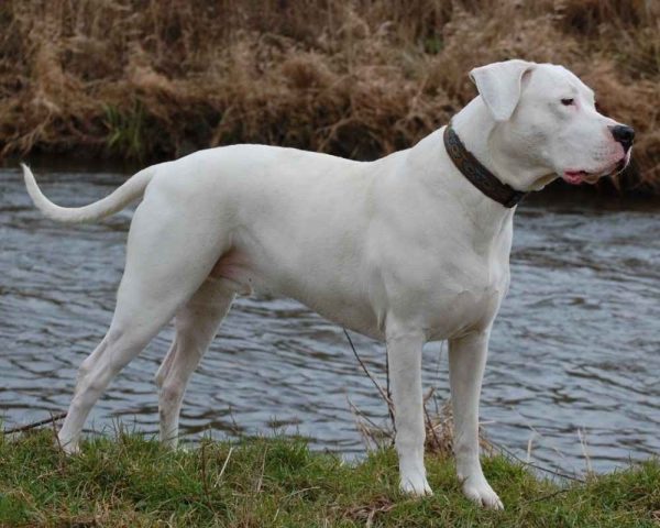 Аргентинский дог с висячими ушами