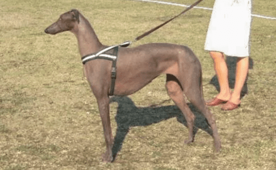 Редкие породы лысых собак: голый дирхаунд Редкие породы лысых собак: голый дирхаунд