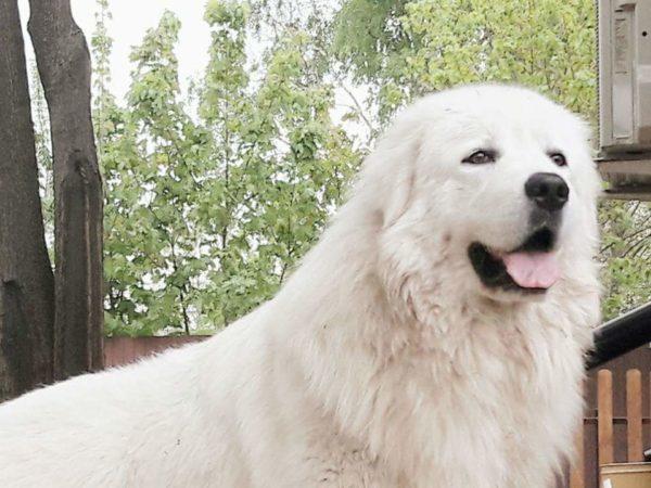 Абруццкая овчарка маремма – грозное животное или преданный полярный медведь?