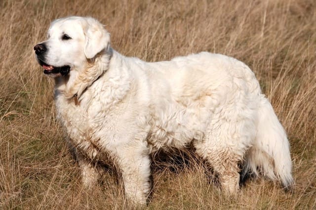 Абруццкая овчарка – вид сбоку