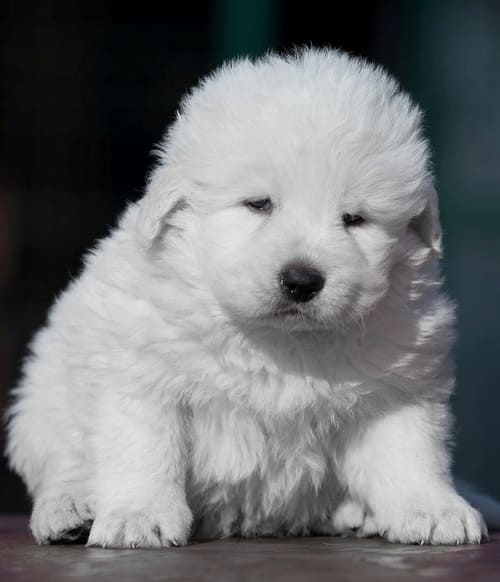 Щенок породы абруццкая овчарка