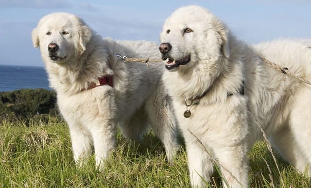 Абруццкая овчарка – внешний вид