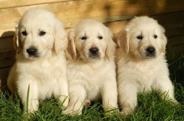 Щенки породы маремма (абруццкая овчарка)