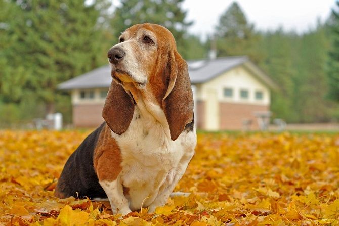 Бассет-хаунд