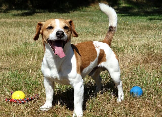 Джек-рассел-терьер – активная собака