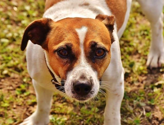 Джек-рассел-терьер – морда