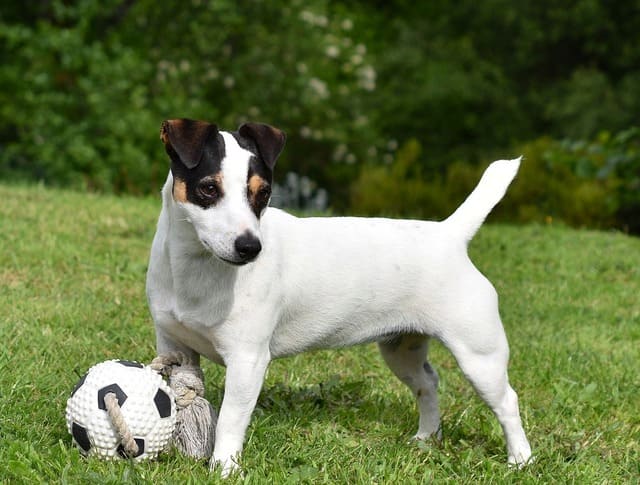 Джек-рассел-терьер – игра с мячом