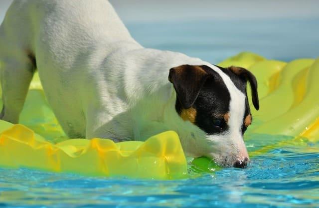 Джек-рассел-терьер в бассейне