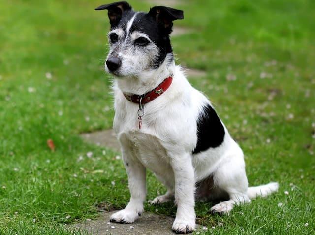 Джек-рассел-терьер жесткошерстный