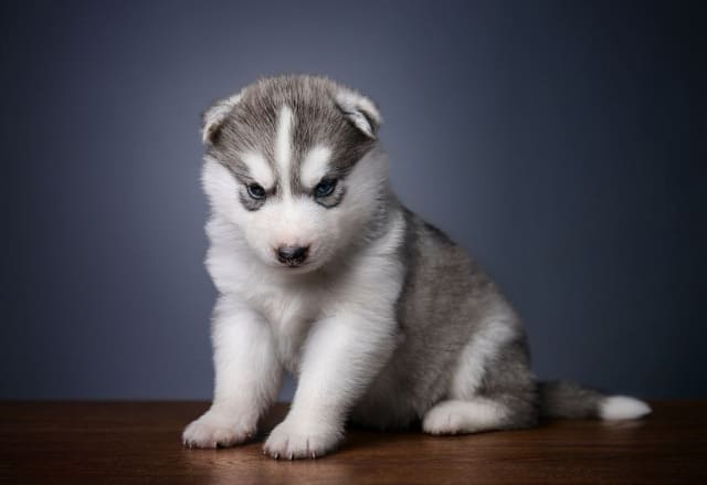 Глаза у щенка хаски