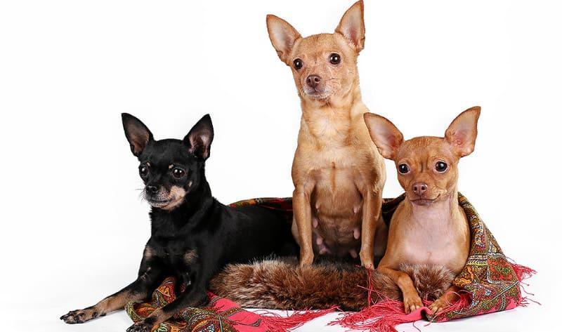 Продолжительность жизни тойтерьеров – главное фото