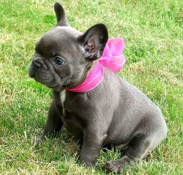 Французский мини бульдог с серым окрасом шерсти