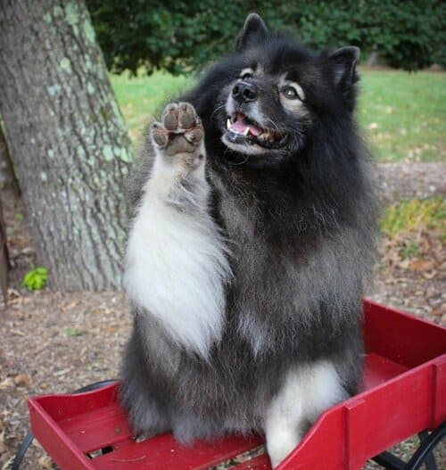 Вольфшпиц кеесхонд – очень добрая собака