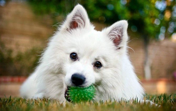 Американский эскимосский шпиц